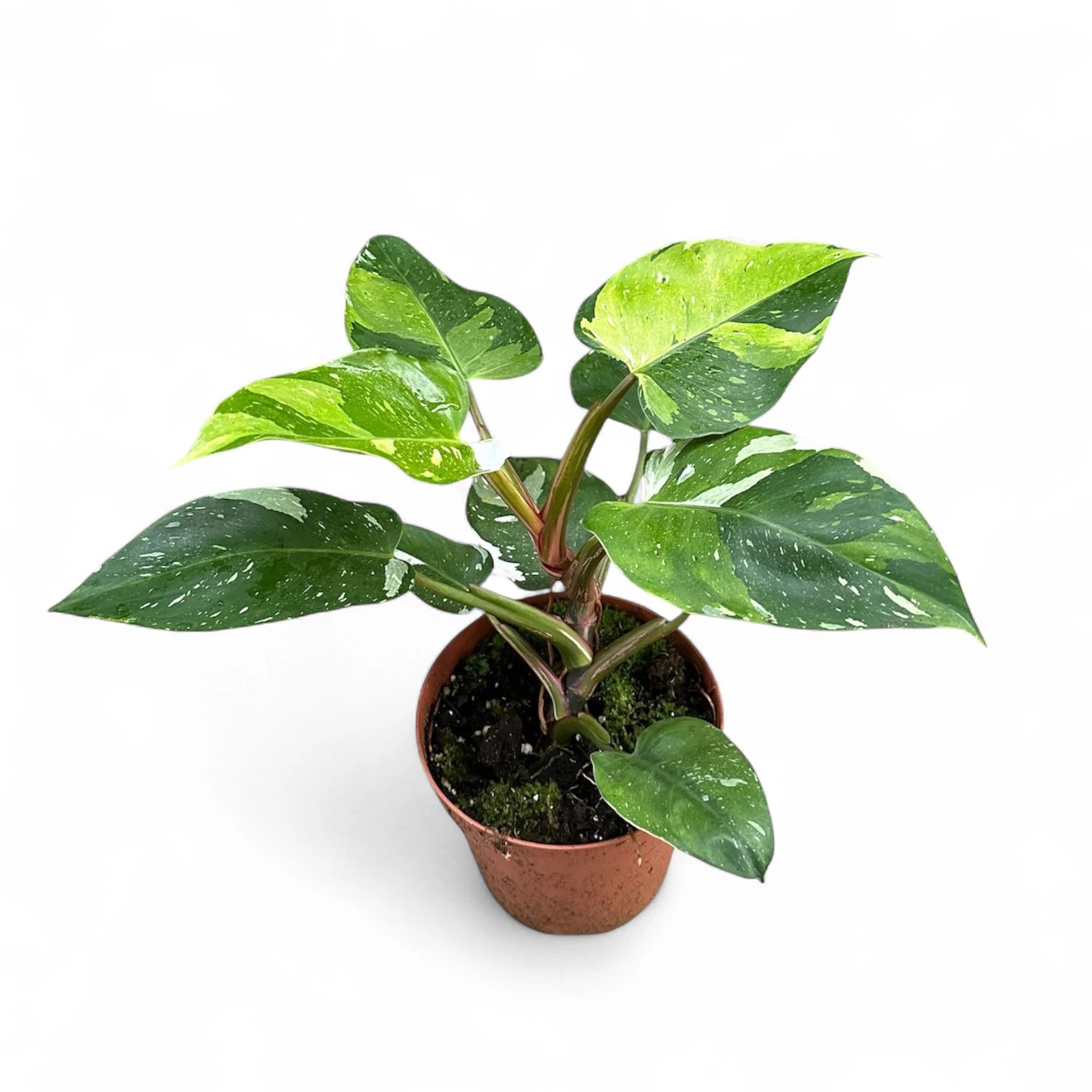 Philodendron 'Fresh Aurea' ('White Princess Aurea Tricolor') potted plant in nursery pot on white background.