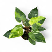 Philodendron 'Fresh Aurea' ('White Princess Aurea Tricolor') potted plant in nursery pot on white background.