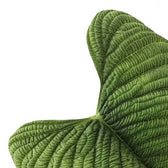 Philodendron furcatum – Blattdetail vor weißem Hintergrund..