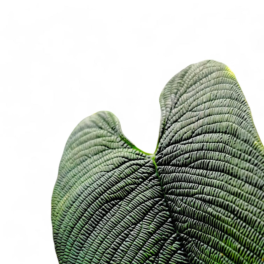 Philodendron furcatum potted plant in nursery pot on white background.