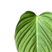Philodendron 'Fuzzy petiole' plant photo.