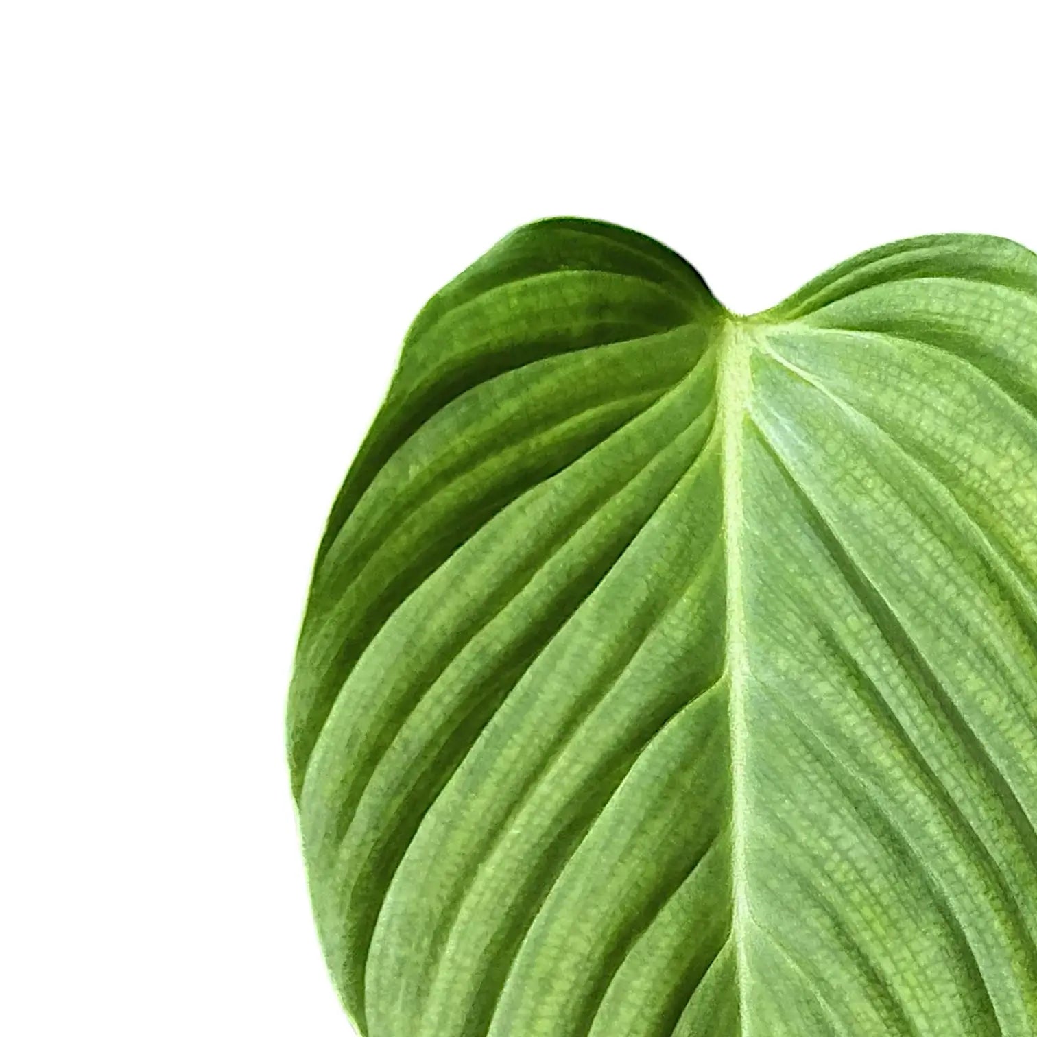 Philodendron 'Fuzzy petiole' plant photo.