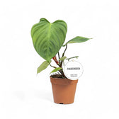 Philodendron 'Fuzzy petiole' plant photo.