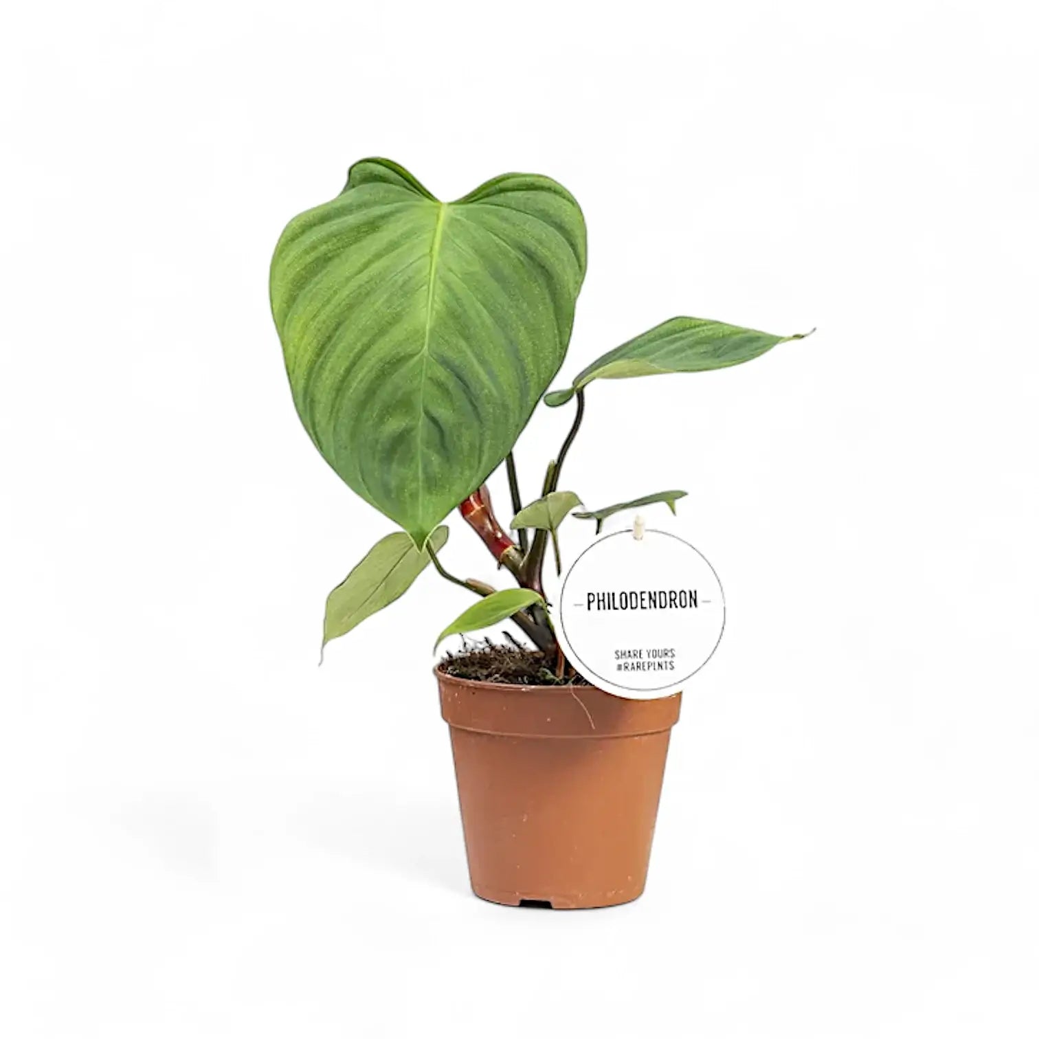 Philodendron 'Fuzzy petiole' plant photo.