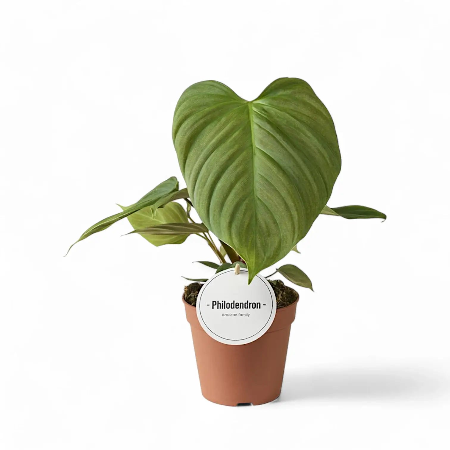 Philodendron 'Fuzzy petiole' plant photo.