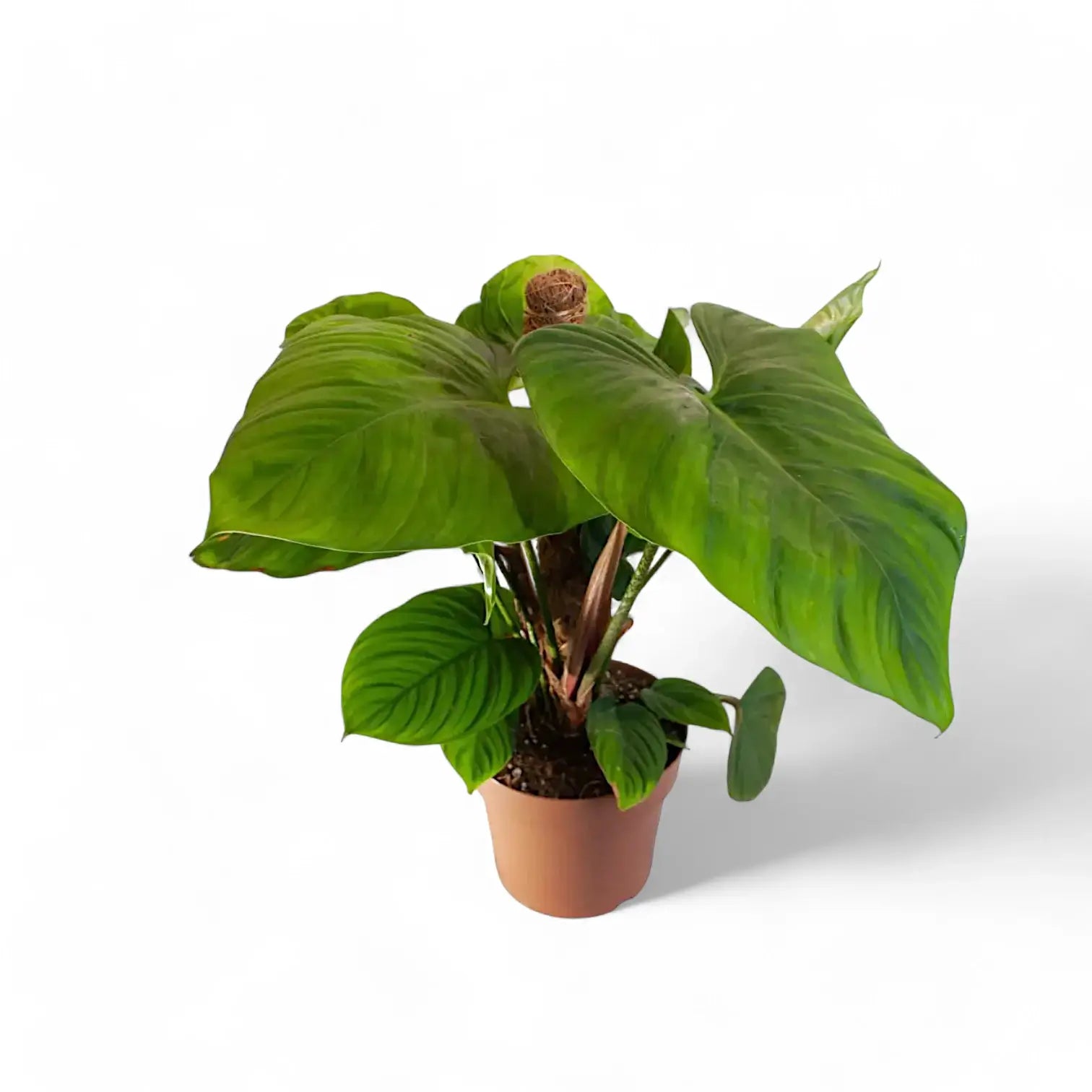 Philodendron 'Fuzzy petiole' plant photo.