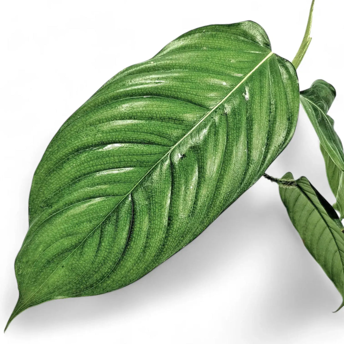 philodendron genevievianum for sale Philodendron genevievianum – Pleated, Strappy Foliage