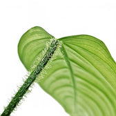 philodendron genevievianum Philodendron genevievianum – Pleated, Strappy Foliage