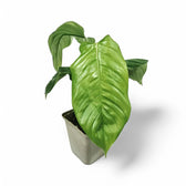 Philodendron genevievianum potted plant in nursery pot on white background.