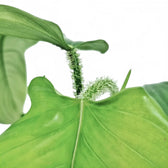 Philodendron genevievianum potted plant in nursery pot on white background.