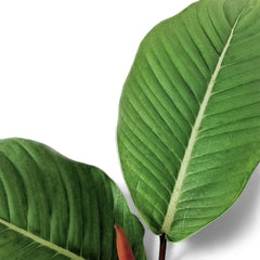 philodendron jet streak Philodendron geniculatum – Distinct Joints & Lobed Blades