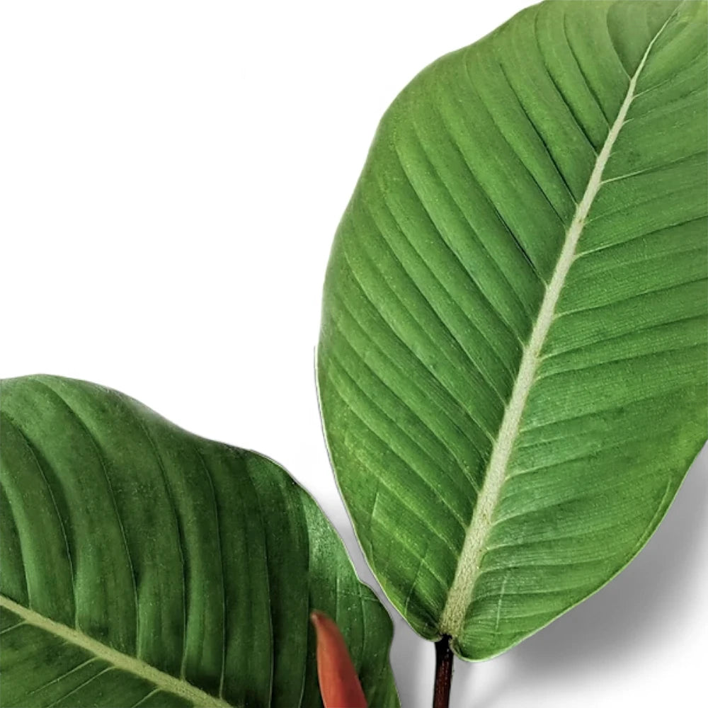 Philodendron geniculatum leaf detail on white background.