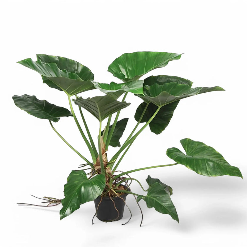 Philodendron giganteum potted plant in nursery pot on white background.