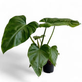 Philodendron giganteum potted plant in nursery pot on white background.