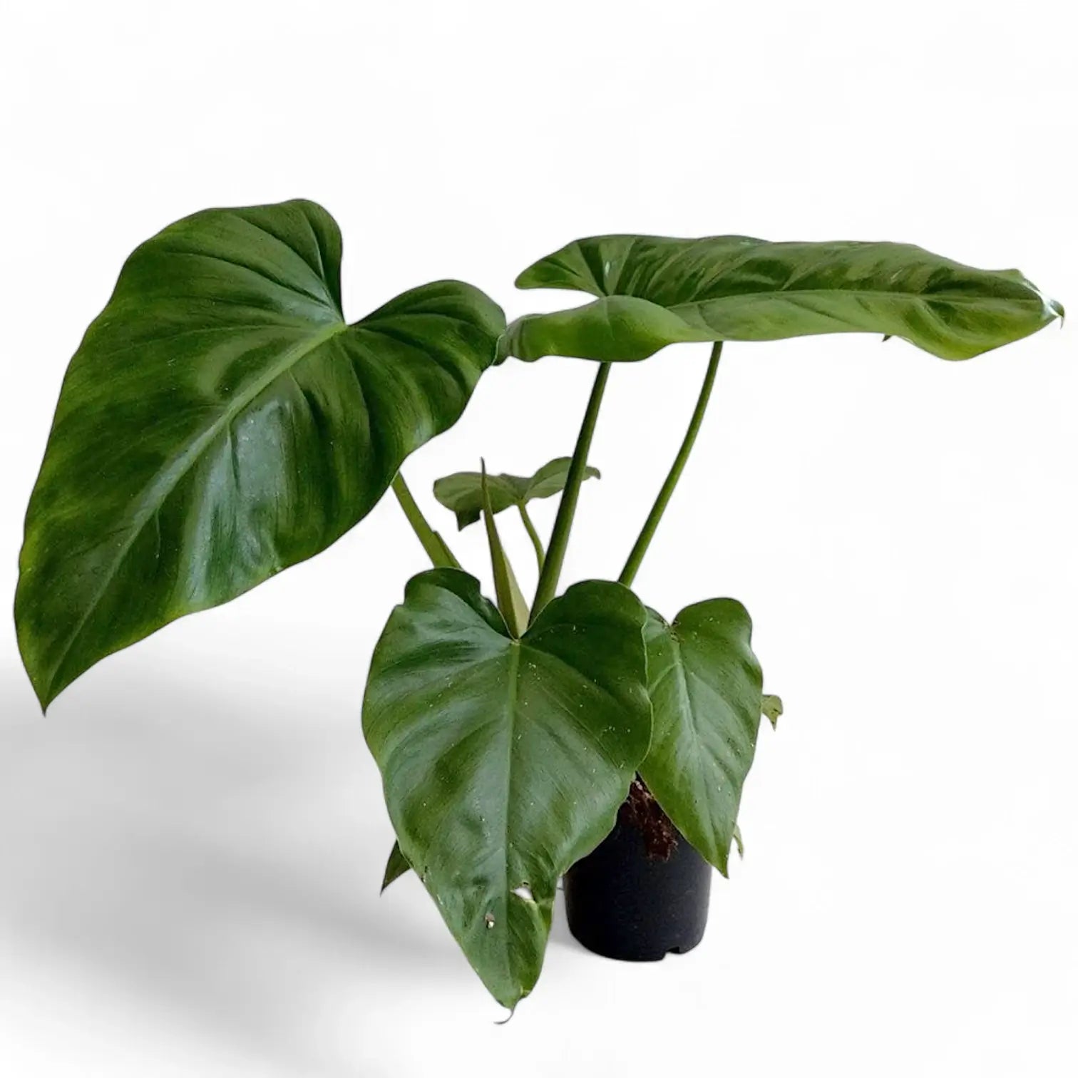 Philodendron giganteum potted plant in nursery pot on white background.