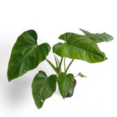 Philodendron giganteum potted plant in nursery pot on white background.