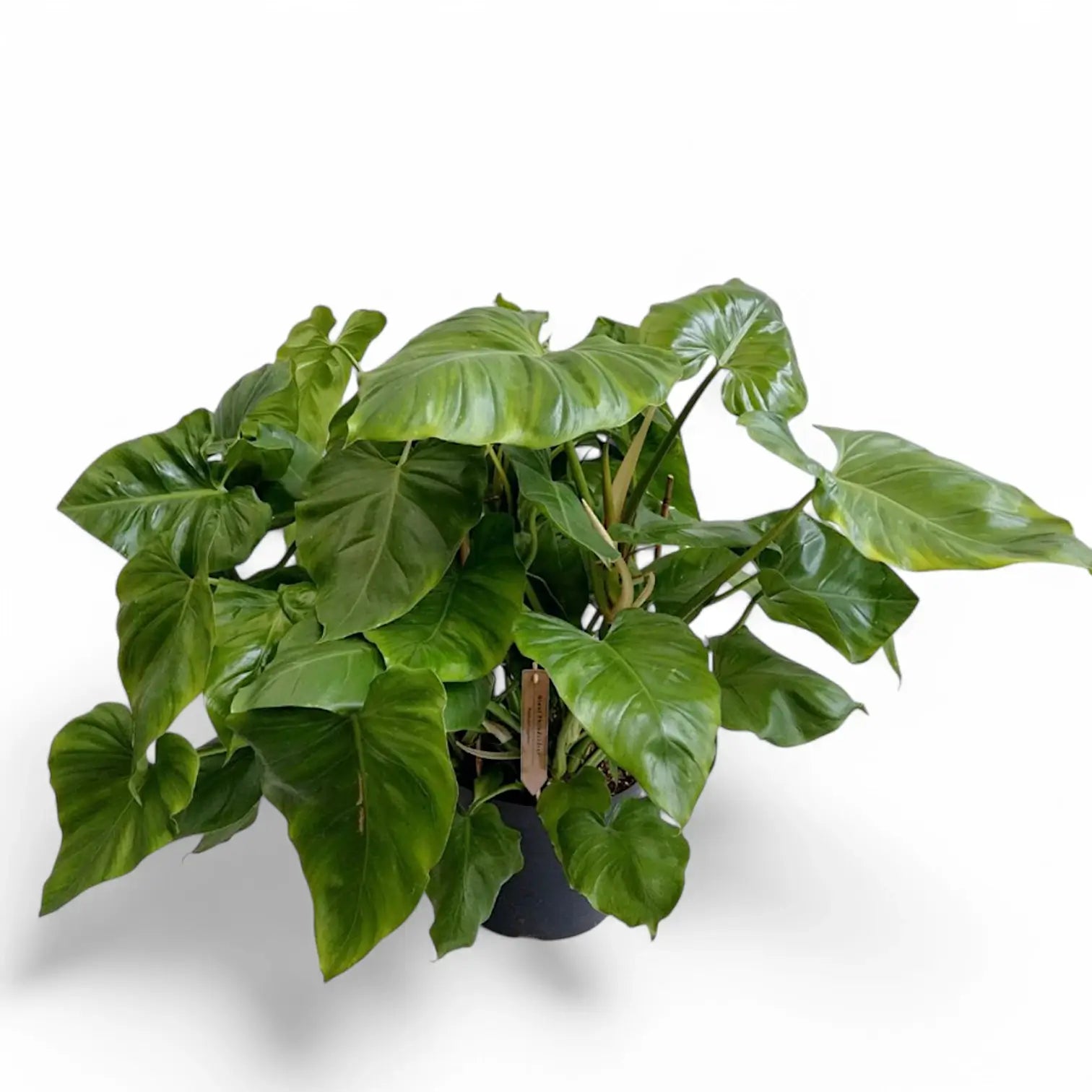 Philodendron giganteum potted plant in nursery pot on white background.