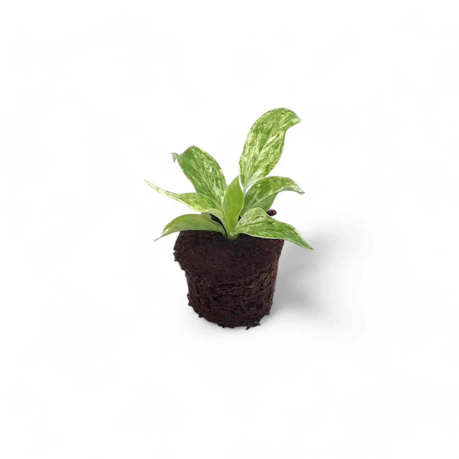 Philodendron giganteum variegata potted plant in nursery pot on white background.