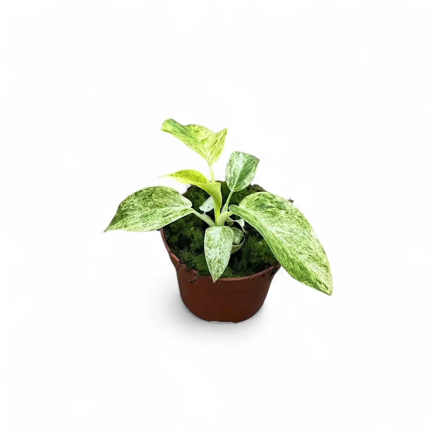 Philodendron giganteum variegata potted plant in nursery pot on white background.