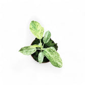 Philodendron giganteum variegata potted plant in nursery pot on white background.