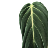 Nahaufnahme eines Blatts von Philodendron gigas vor weißem Hintergrund.