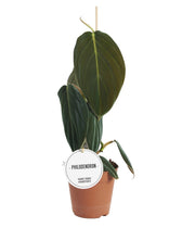 Philodendron gigas – Topfpflanze im Kulturtopf vor weißem Hintergrund, Produktfoto 1.