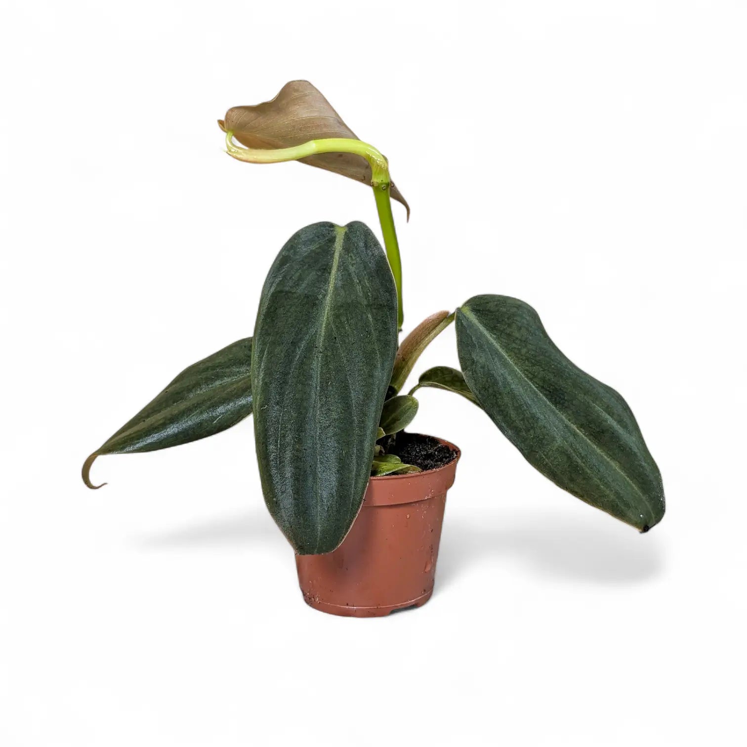 Philodendron gigas – Topfpflanze im Kulturtopf vor weißem Hintergrund, Produktfoto 2.