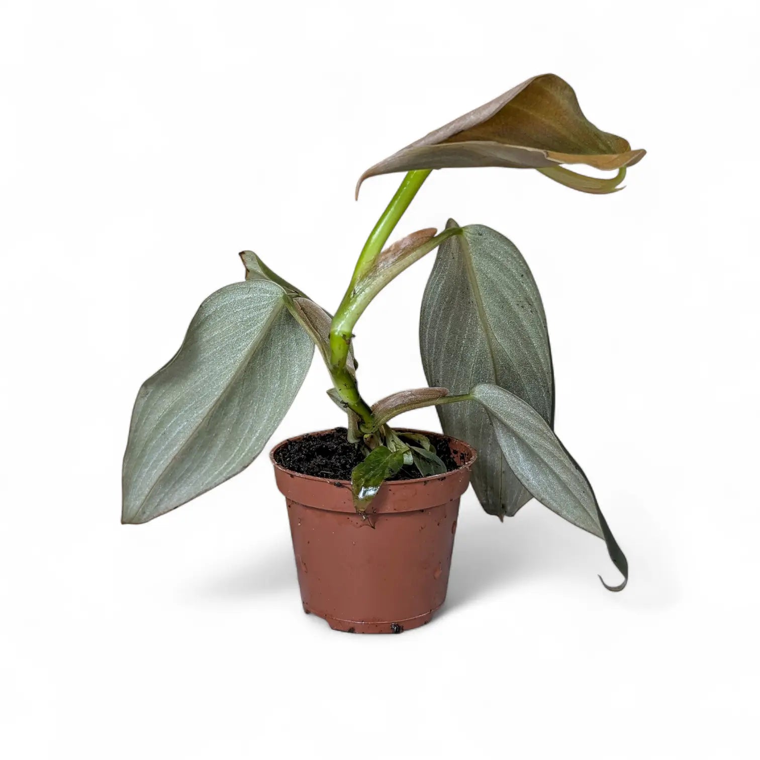 Philodendron gigas – Topfpflanze im Kulturtopf vor weißem Hintergrund, Produktfoto 3.