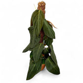 Philodendron gigas – Topfpflanze im Kulturtopf vor weißem Hintergrund, Produktfoto 9.