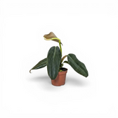 Philodendron gigas als Baby-Pflanze im Kulturtopf.