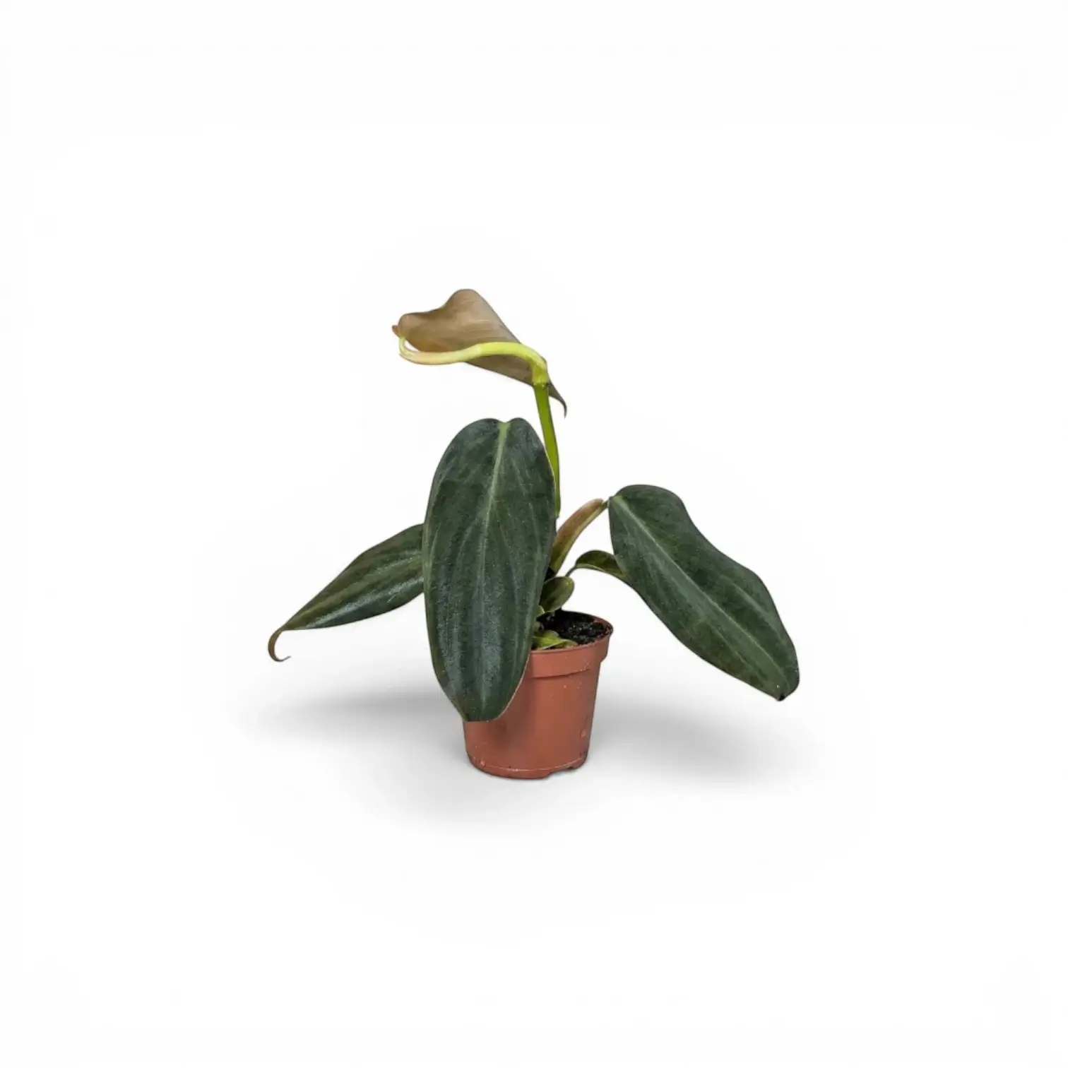 Philodendron gigas als Baby-Pflanze im Kulturtopf.