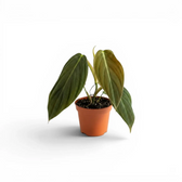 Philodendron gigas als Baby-Pflanze im Kulturtopf.