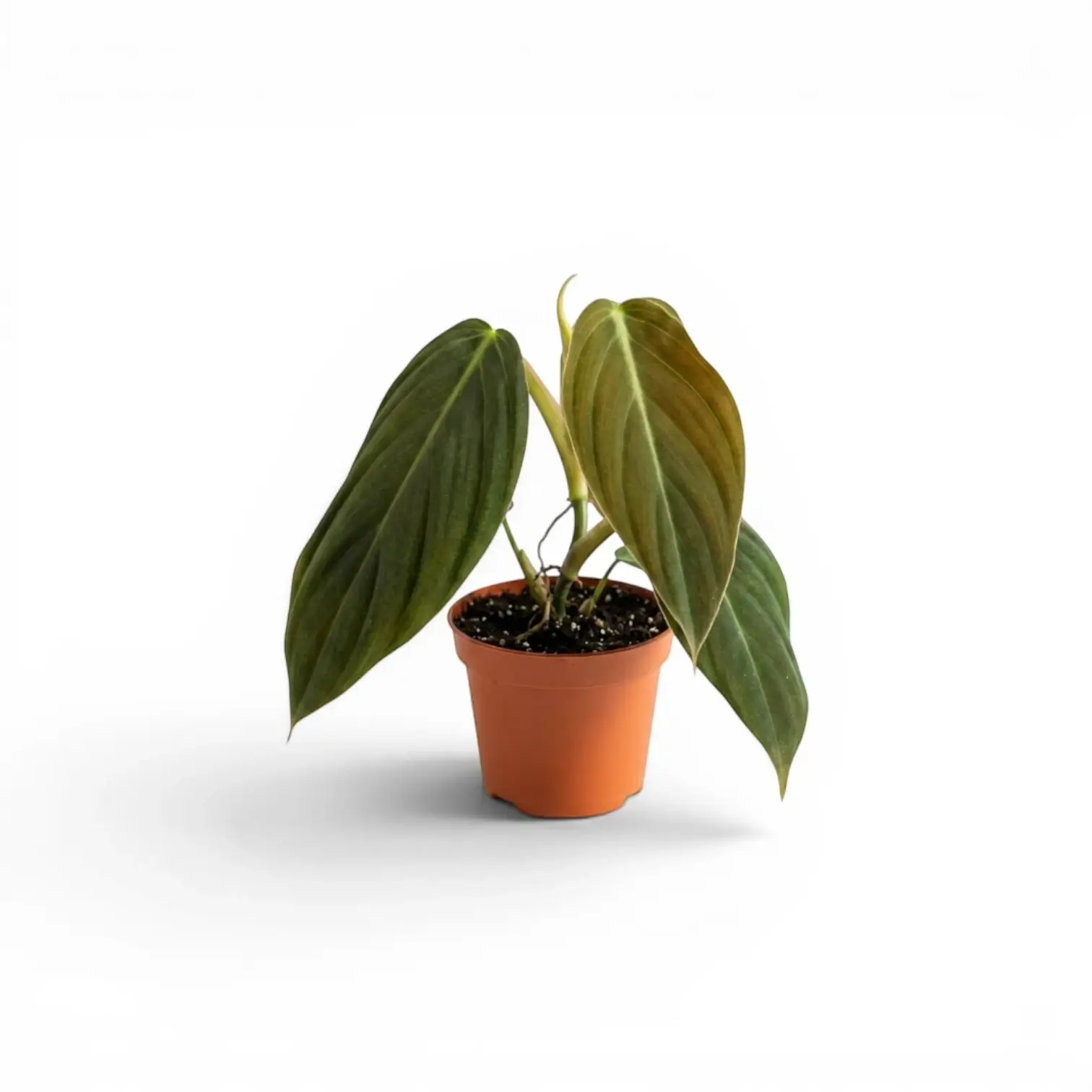 Philodendron gigas als Baby-Pflanze im Kulturtopf.