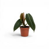 Philodendron gigas als Baby-Pflanze im Kulturtopf.