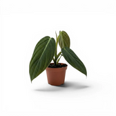 Philodendron gigas als Baby-Pflanze im Kulturtopf.