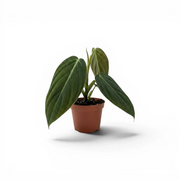 Philodendron gigas als Baby-Pflanze im Kulturtopf.