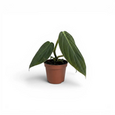 Philodendron gigas als Baby-Pflanze im Kulturtopf.