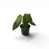 Philodendron gigas als Baby-Pflanze im Kulturtopf.
