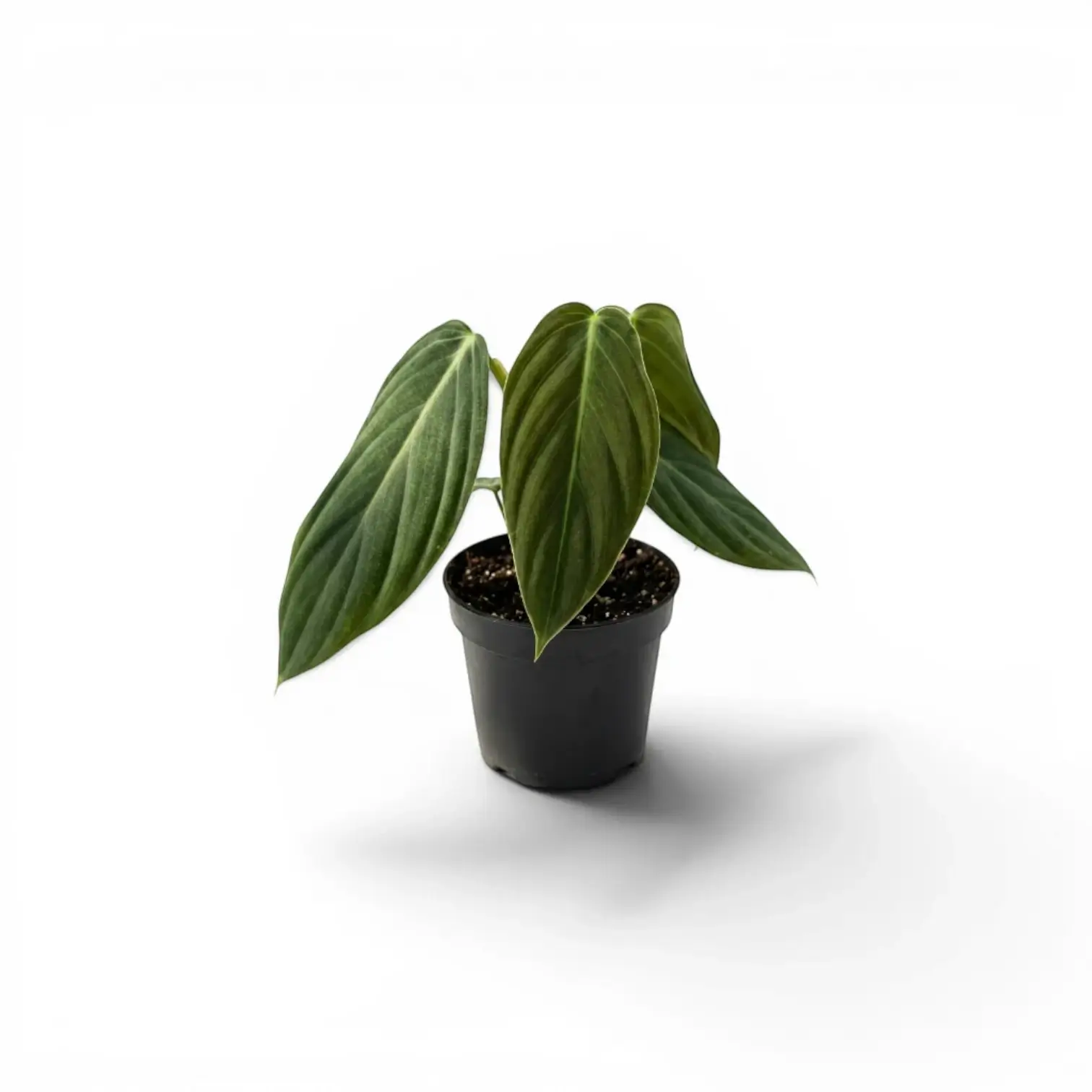 Philodendron gigas als Baby-Pflanze im Kulturtopf.