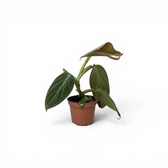 Philodendron gigas als Baby-Pflanze im Kulturtopf.