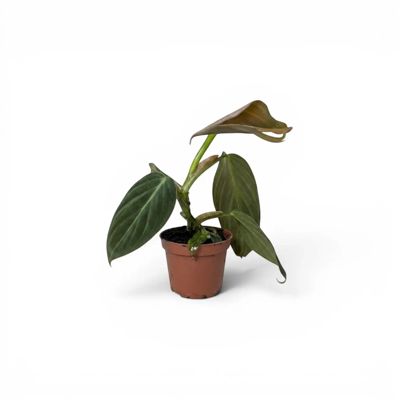 Philodendron gigas als Baby-Pflanze im Kulturtopf.