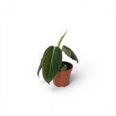 Philodendron gigas als Baby-Pflanze im Kulturtopf.