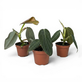 Drei Baby-Pflanzen von Philodendron gigas in Kulturtöpfen.