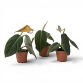 Drei Baby-Pflanzen von Philodendron gigas in Kulturtöpfen.