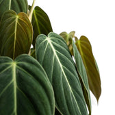 Blätter von Philodendron gigas in Nahaufnahme.