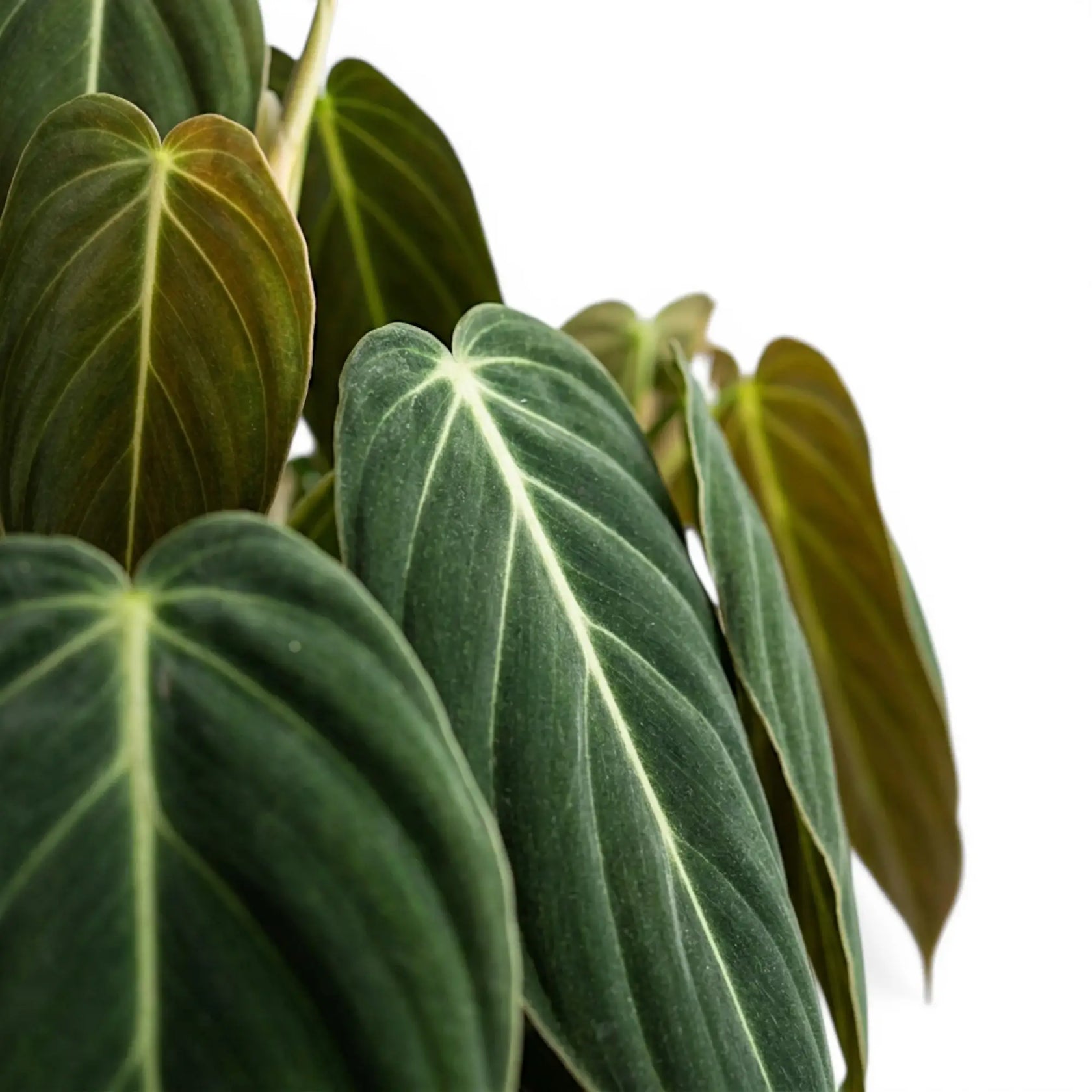 Blätter von Philodendron gigas in Nahaufnahme.