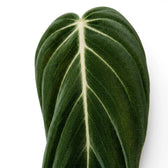 Blätter von Philodendron gigas in Nahaufnahme.