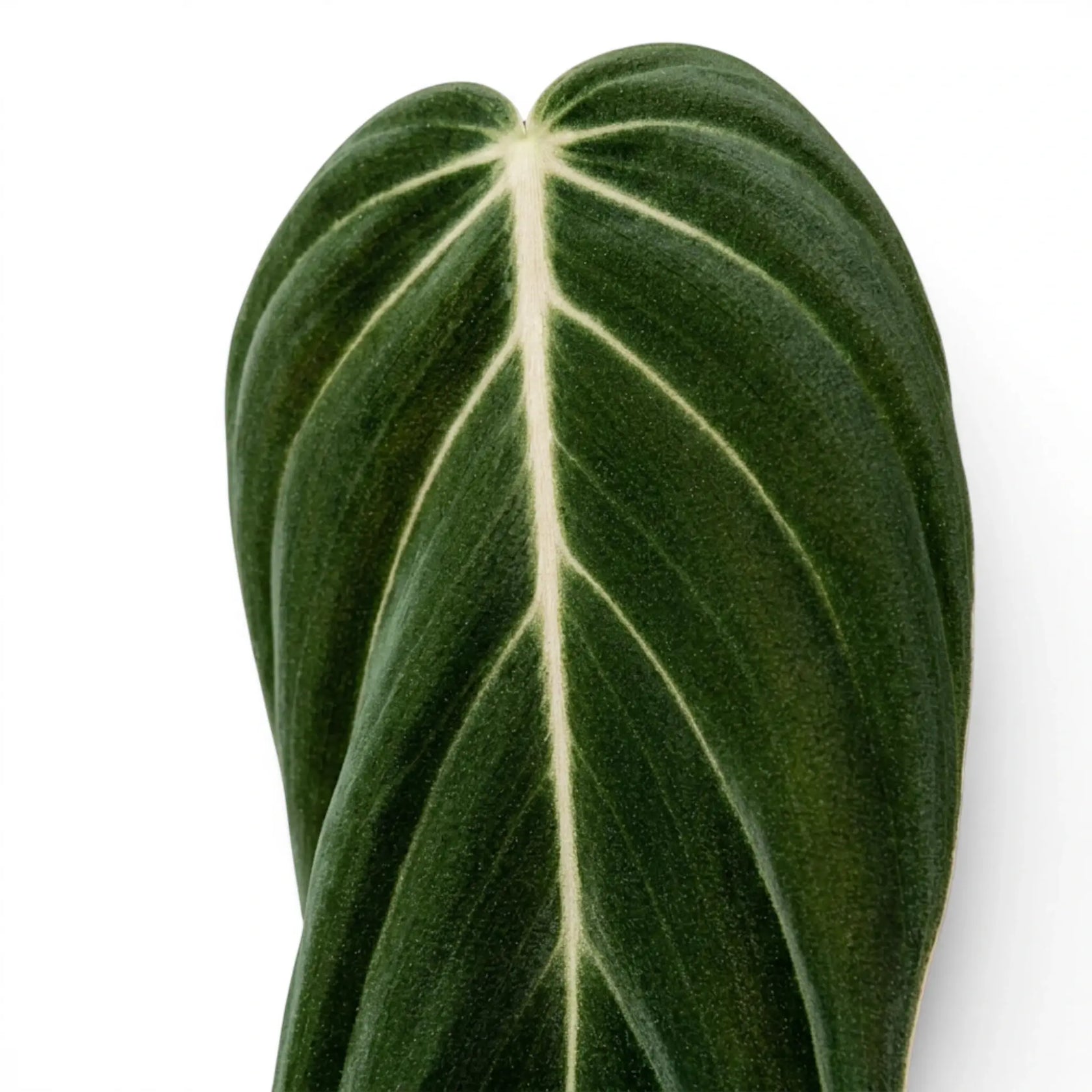 Blätter von Philodendron gigas in Nahaufnahme.