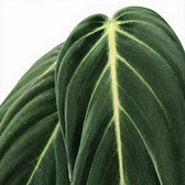 Blätter von Philodendron gigas in Nahaufnahme.