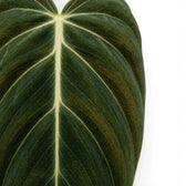 Blätter von Philodendron gigas in Nahaufnahme.